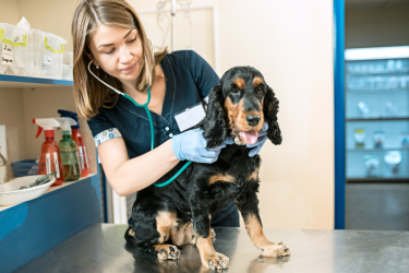 Se reconvertir grâce aux formations EFM Métiers Animaliers !
