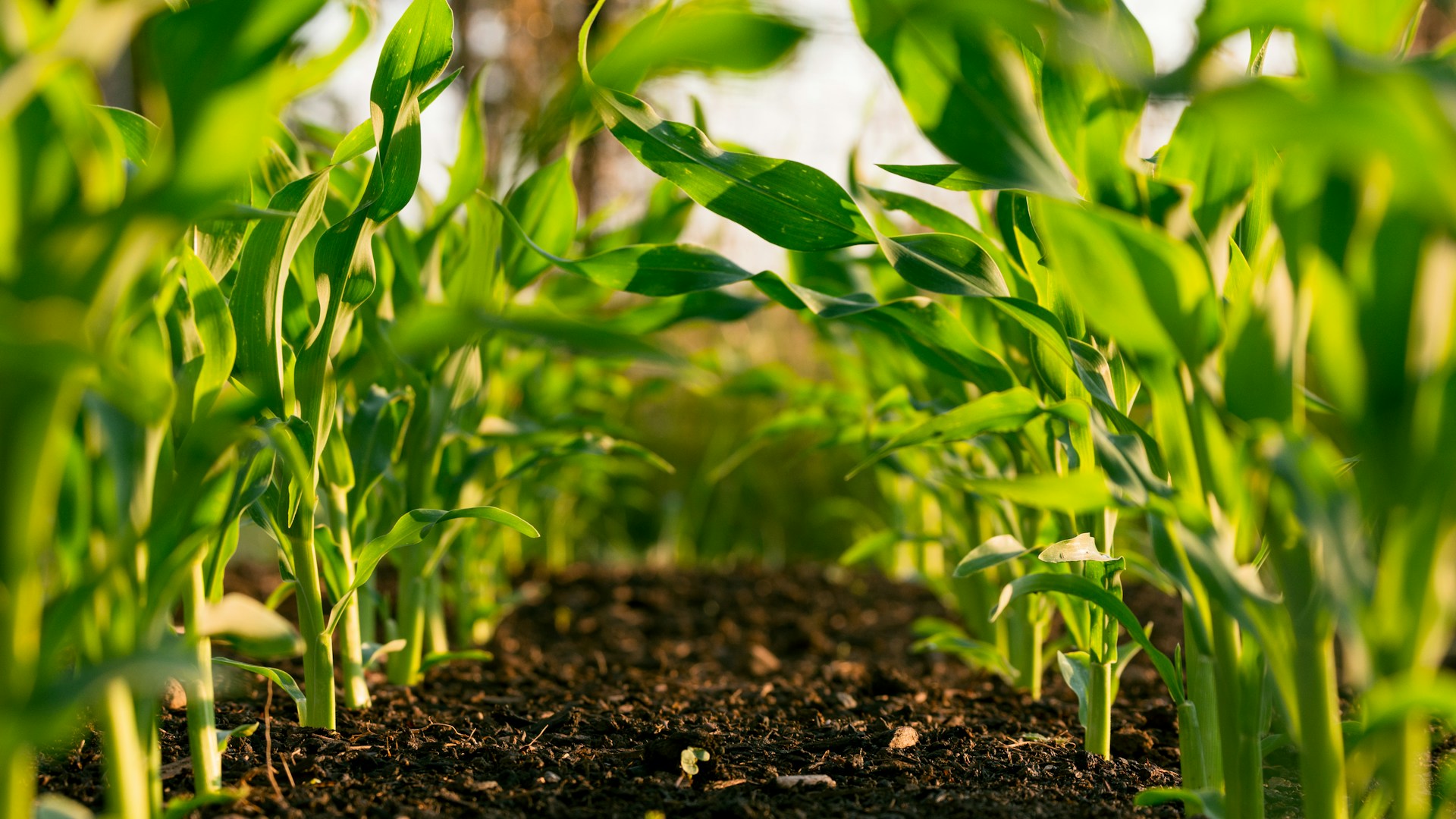 agriculteur travaillant dans son exploitation agricole
