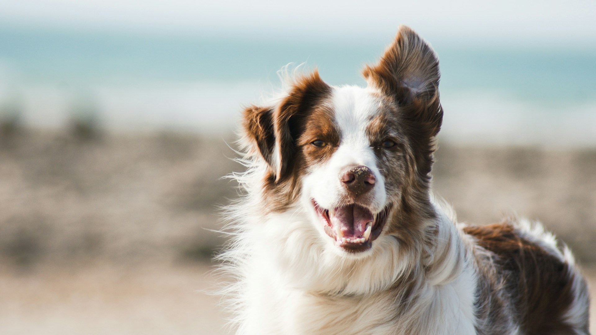 Éducateur canin travaillant avec un chien en plein air