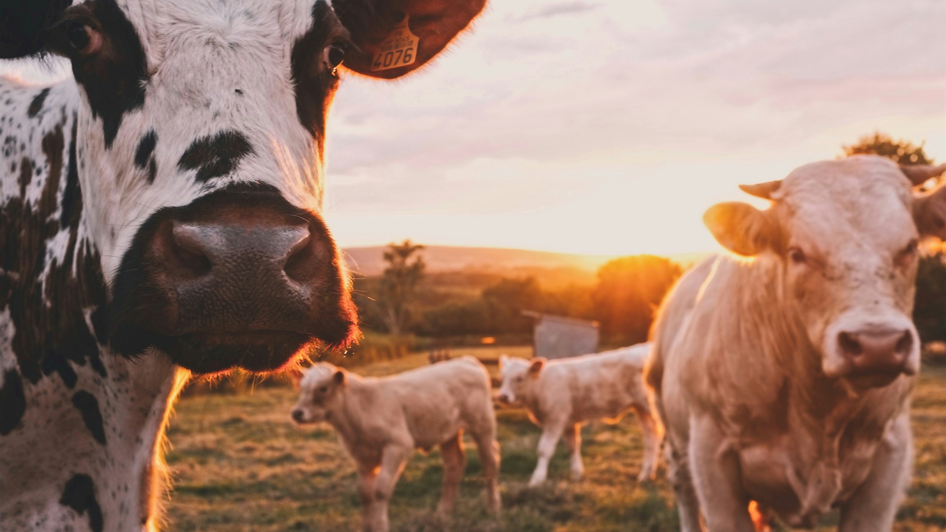 ingénieur agronome analysant des cultures dans un champ