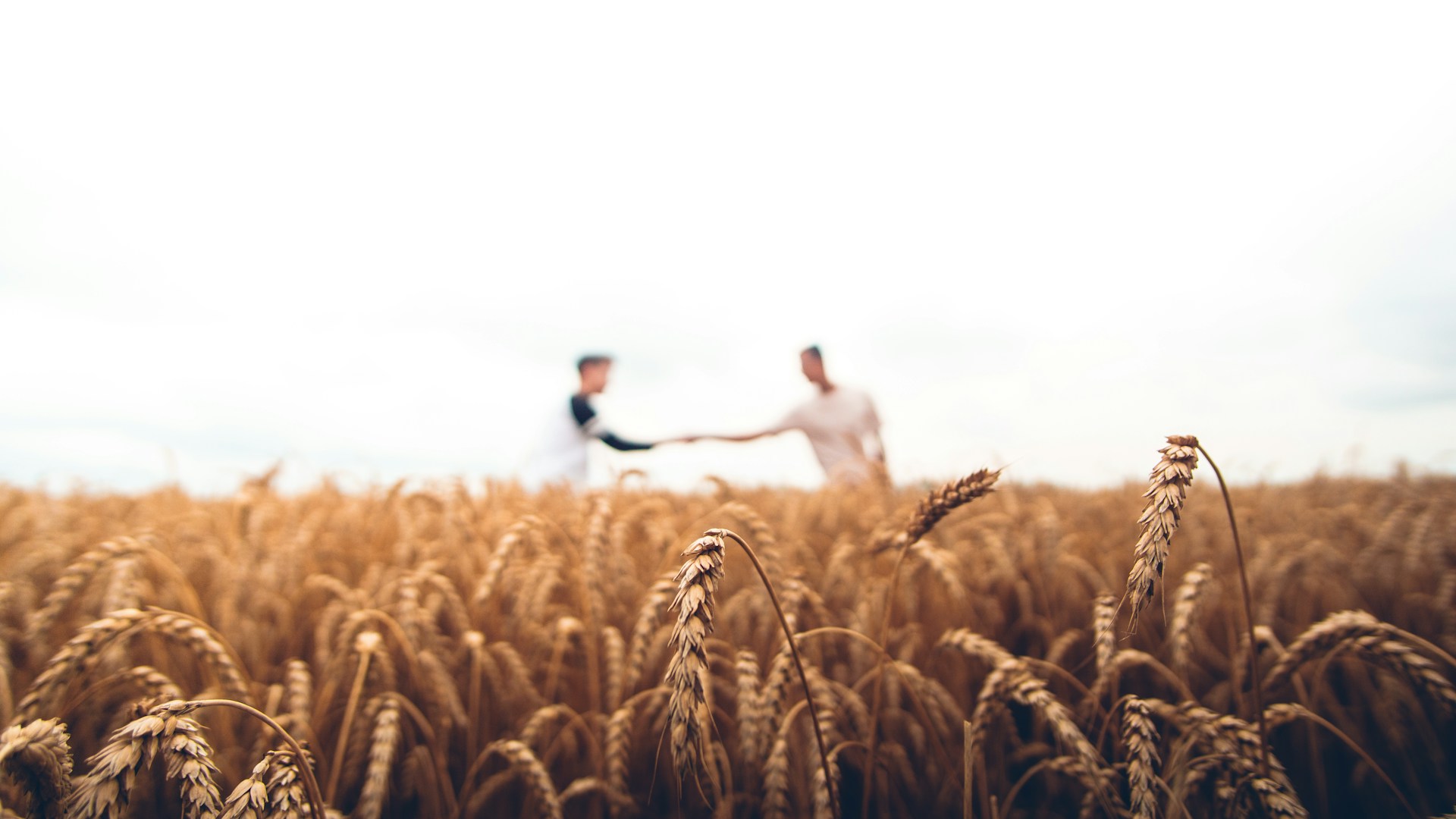 Exploitation agricole et gestion des cultures