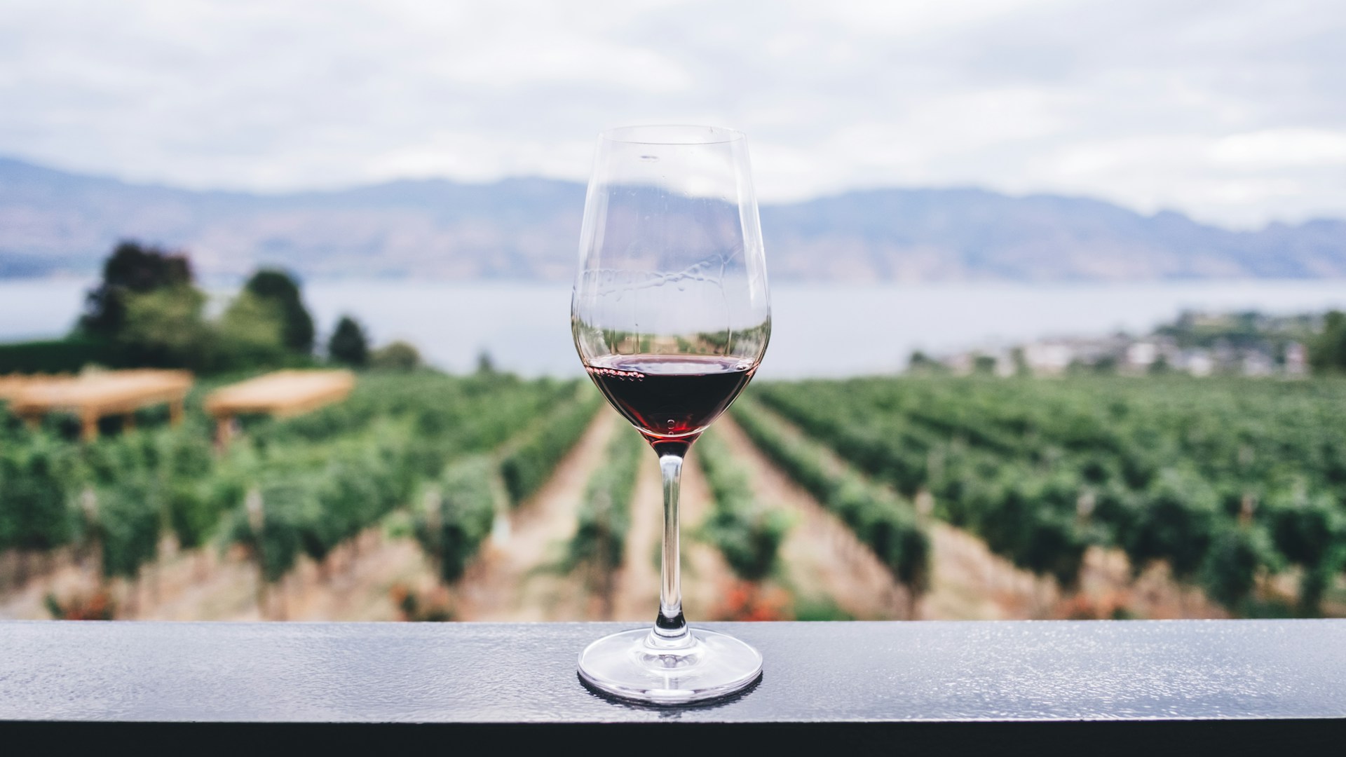 vigneron dans les vignes lors des vendanges