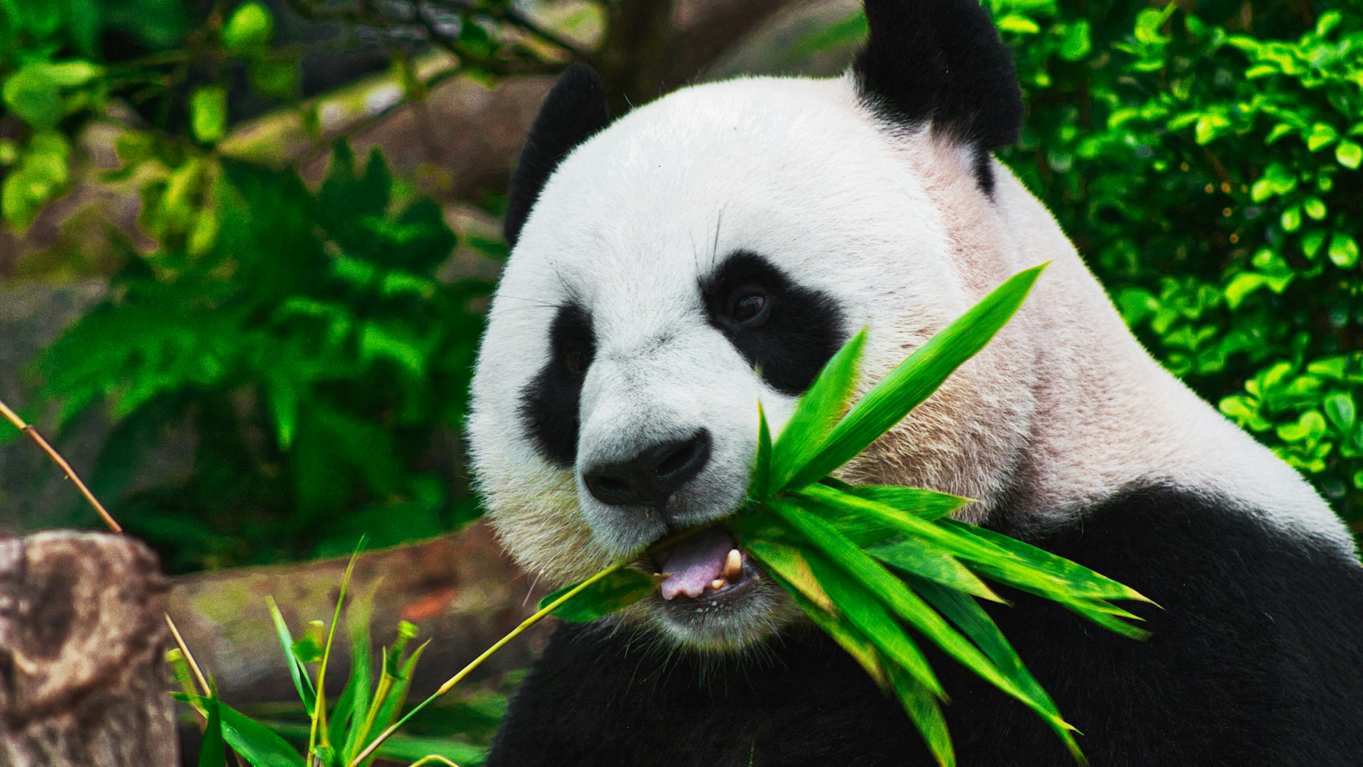 zoologiste observant des animaux sauvages dans la nature