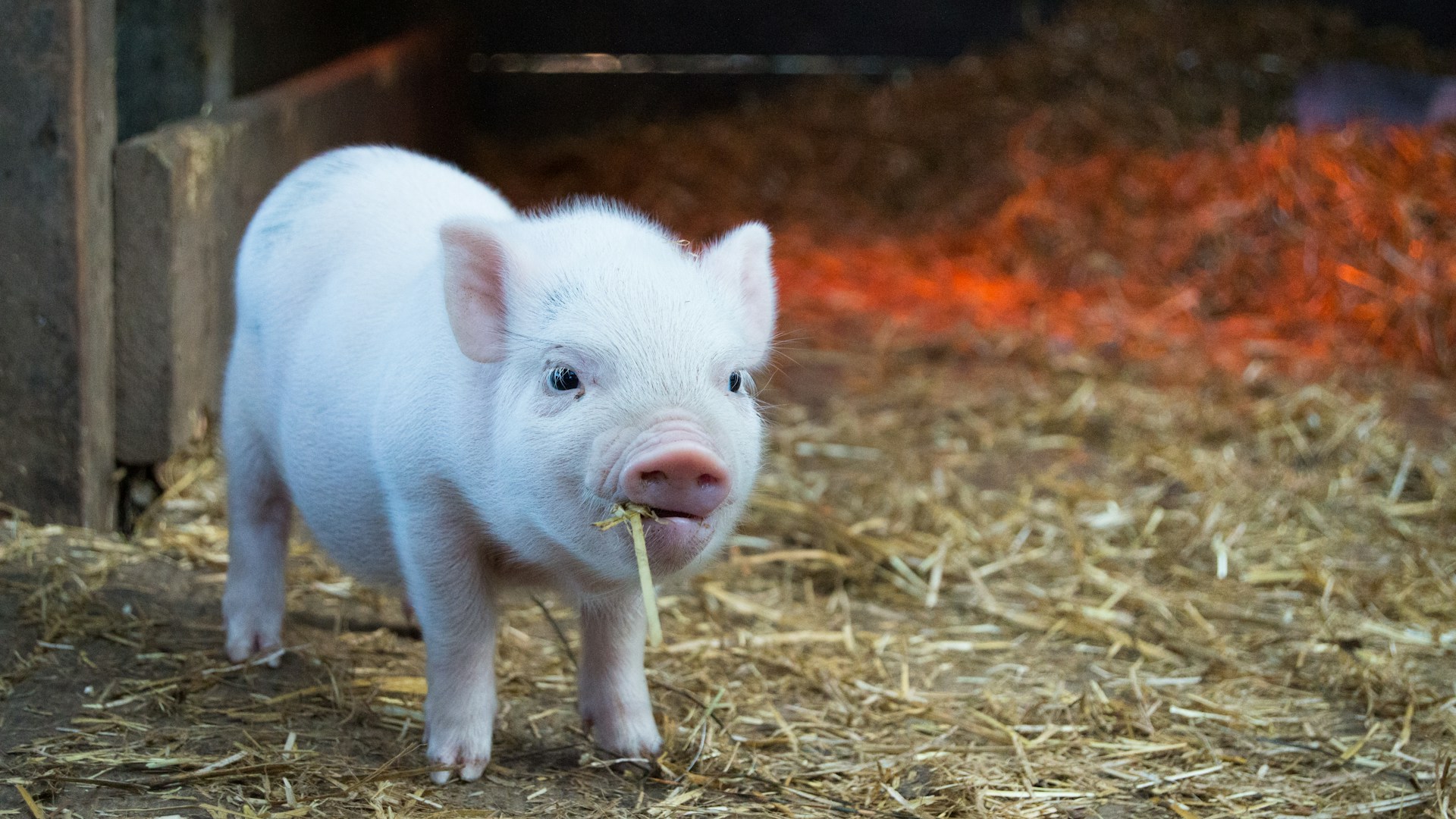 zootechnicien dans un élevage avec des animaux